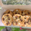 Thumbnail: classic half dozen cookies
