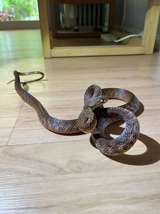 FEES Brisbane West Snake Catchers