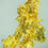 Thumbnail: Crystallized Gold - Grass Valley, California