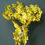 Thumbnail: Dendritic Crystal Gold - Placerville, California
