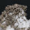 Thumbnail: Morocco Native silver on calcite