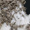Thumbnail: Morocco Native silver on calcite