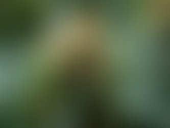 Exploring the Benefits of Cannabis vs Alcohol and Nicotine for Stress Relief and Focus