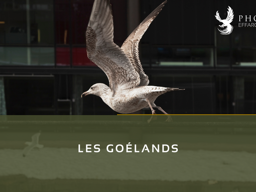 Goélands : alliés de nos côtes… mais défis pour nos sites professionnels