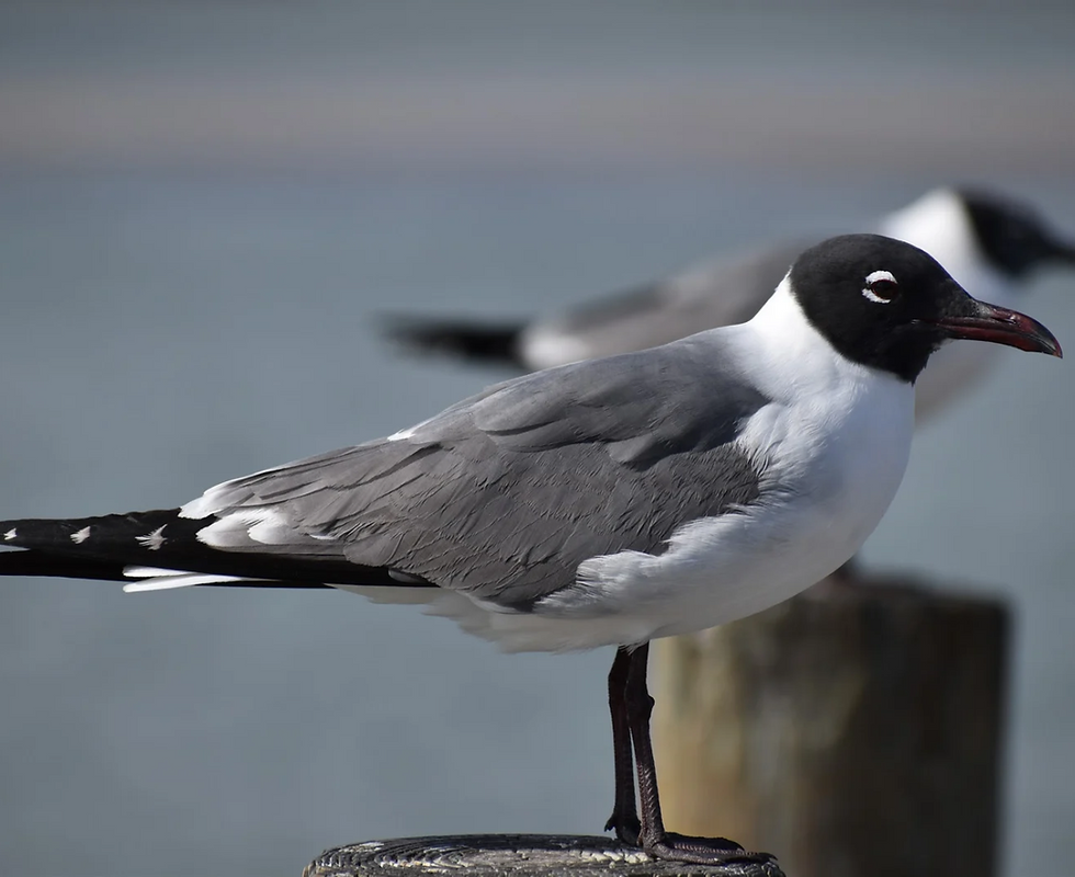 FAQ – Gestion des populations de Mouettes rieuses