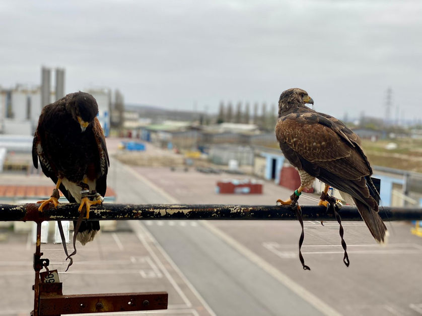 Deux rapaces prêts à intervenir en milieu industriel pour protéger l'activité d'une entreprise de pigeons ou d'autres espèces d'animaux - Phoenix Effarouchement