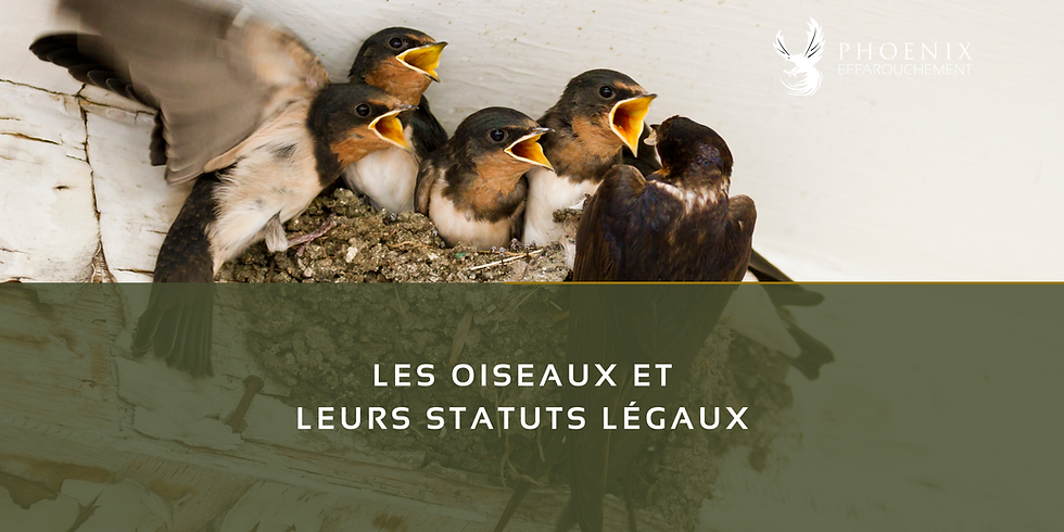 Oiseaux et statuts légaux