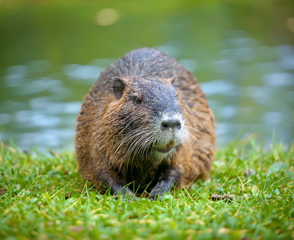 Peut-on installer des pièges contre les animaux envahissants ?
