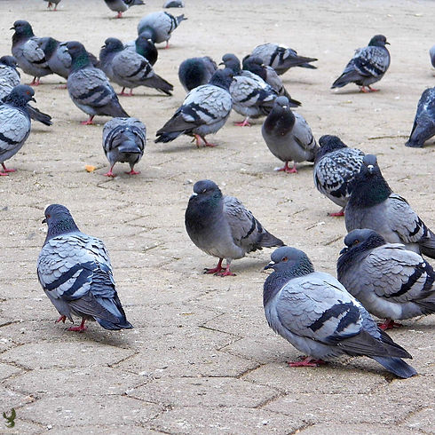 Pigeons-en-ville.jpg