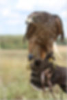 Autour des Palombes - Rapace - Phoenix Effarouchement