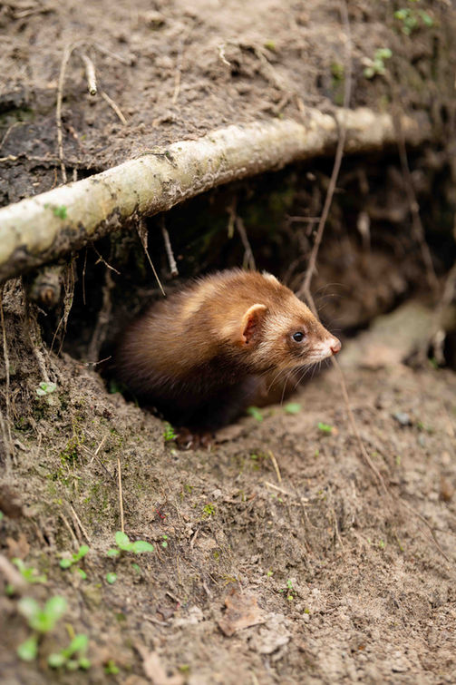 Furet entrain de chercher des lapins ou des rats pour réguler ces populations.