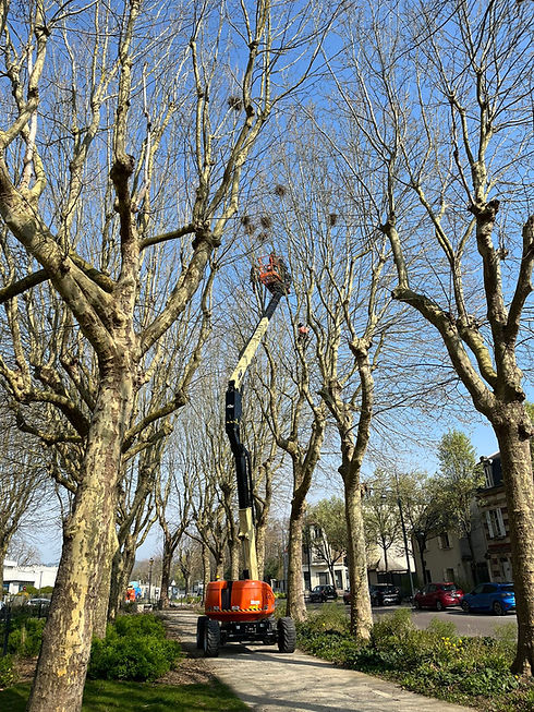 Corbeaux freux en ville