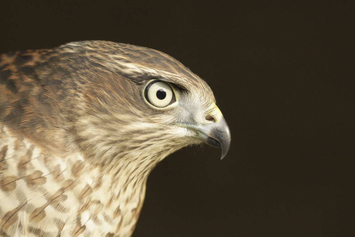 Autour des palombes, rapace utilisé pour la protection des cultures et la préservation de la biodiversité - Phoenix Effarouchement
