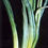 Thumbnail: Onion yellow dwarf disease