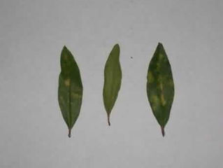 Anthracnose: Yellowish halos on leaves