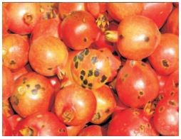 Thumbnail: Cercospora fruit /leaf spot