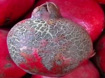 Thumbnail: Anthracnose