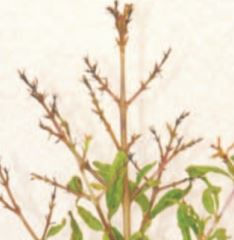 Thrips: Dried tips