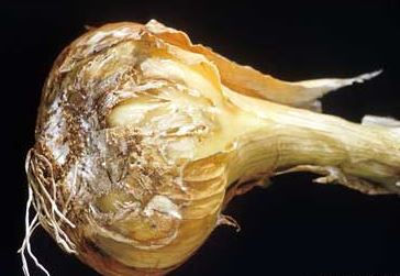 Thumbnail: Basal Rot