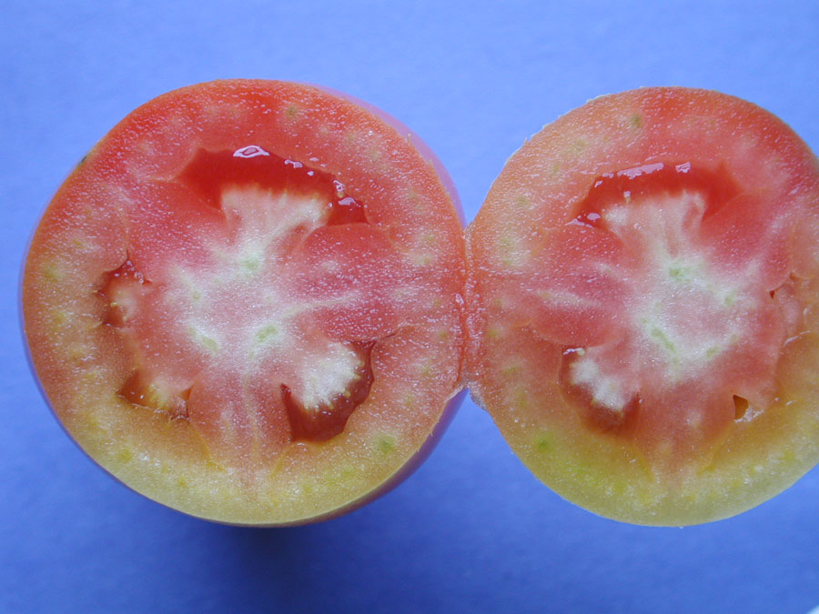 Internal White Tissue tomato