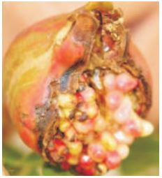 Thumbnail: Bacterial blight