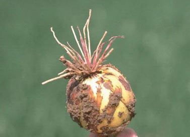 Thumbnail: Pink root rot