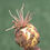 Thumbnail: Pink root rot