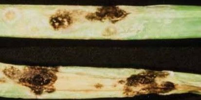 Thumbnail: Stemphylium blight