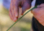 Using stone blades to prepare yucca cord