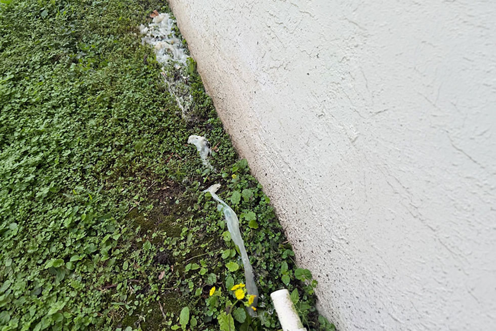 Zooglea AC drain line