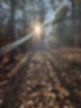 Hopeful woods.jpeg