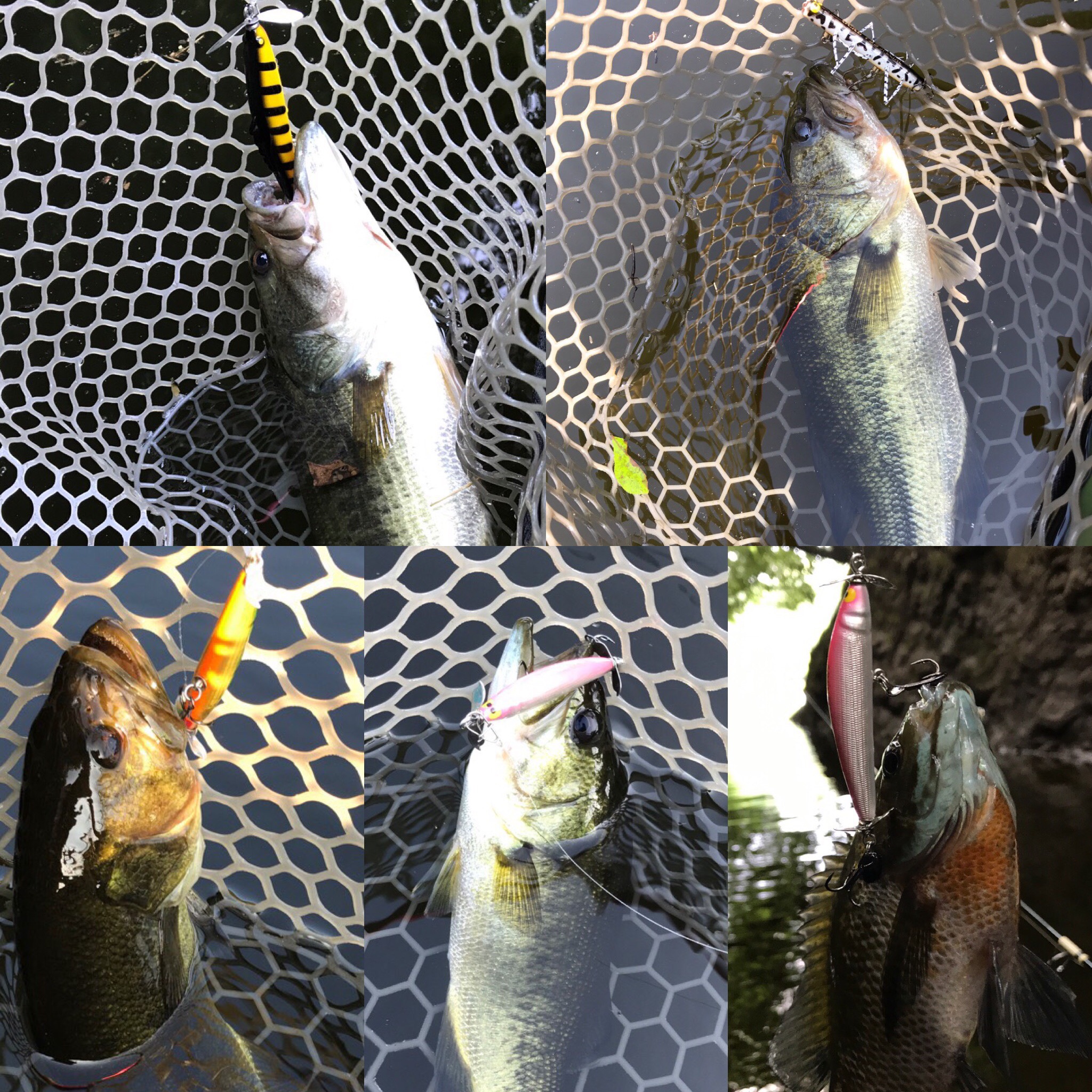 釣友釣果
