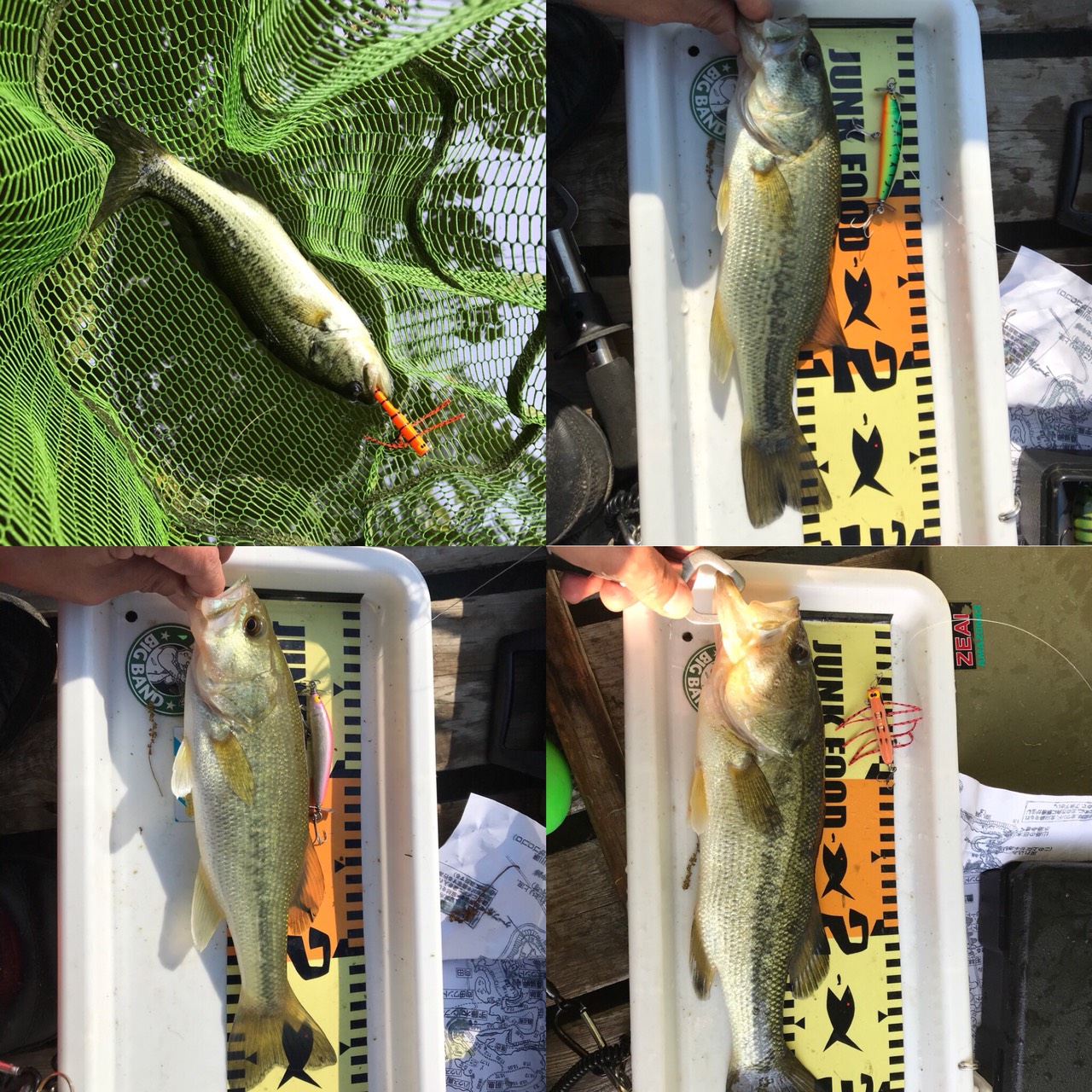 釣り友釣果報告!