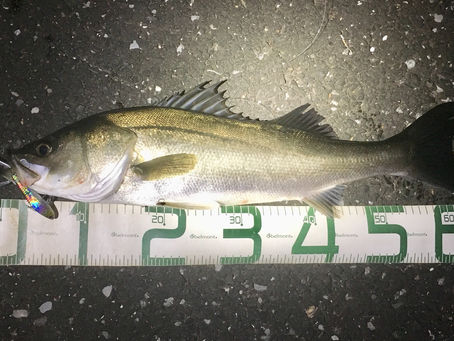 古賀さん、シーバス好調！