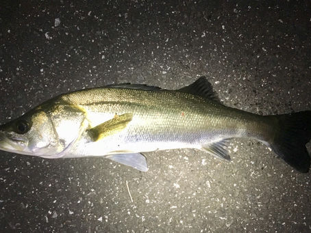 今日の古賀さん！