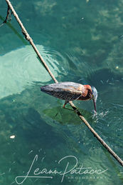 Green Heron plucks a fish out of the water