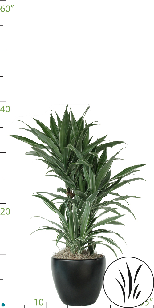 8" Dracaena Warneckii Cane