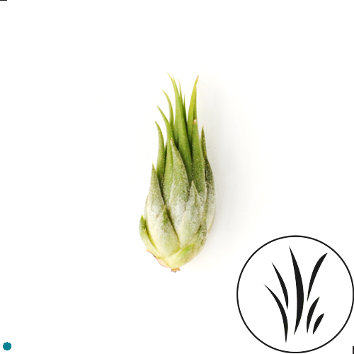 Ionantha Peanut