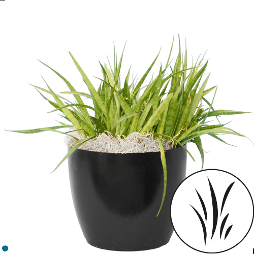 10" Sansevieria Galaxy HB 