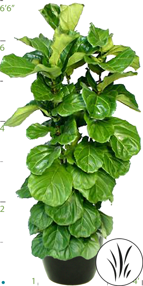 18" Ficus Lyrata Column 08-9'