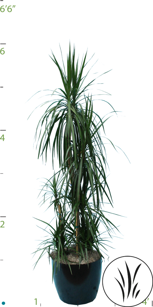 10" Dracaena Marginata Cane Set