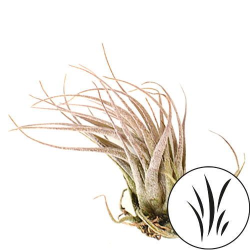 EHLERSlANA 6in/16cm
