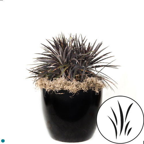 12" Dyckia Burgandy 