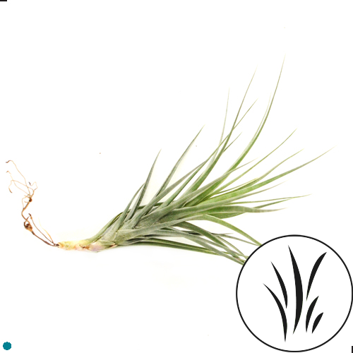 TENUIFOLIA 2in/8cm
