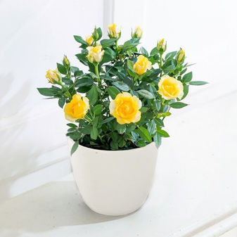 20% off all Plants