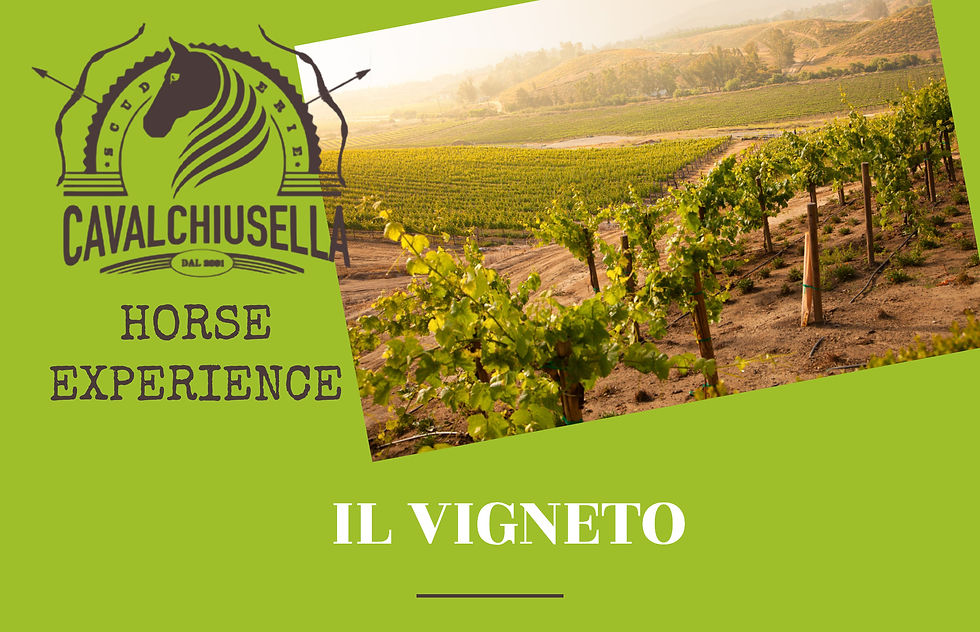 Passeggiata tra i vigneti 