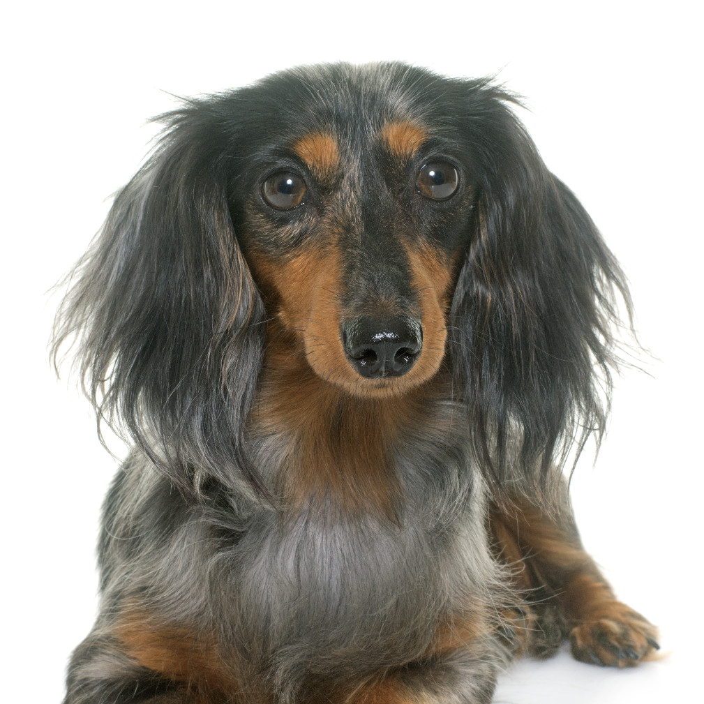 Ellie Long Haired Dapple Doxie
