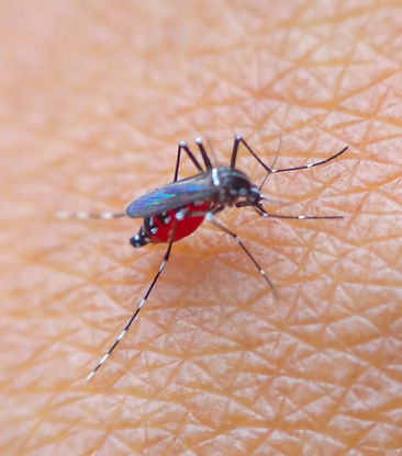 vecteezy_there-was-a-mosquito-perched-on