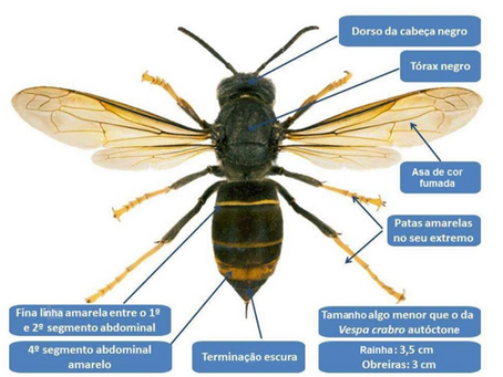 Vespas asiáticas