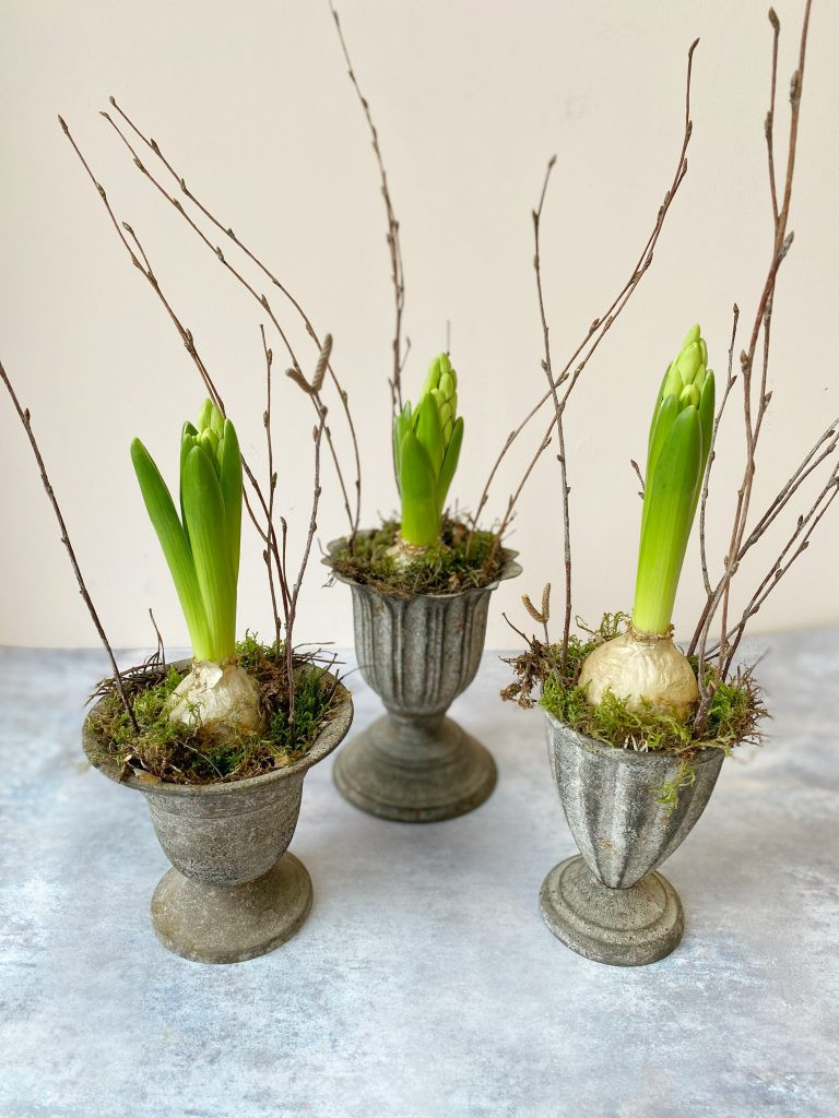 Christmas plants